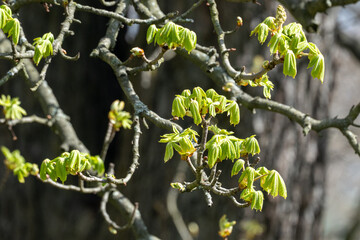 branch of the chestnut tree with young developing leaves 