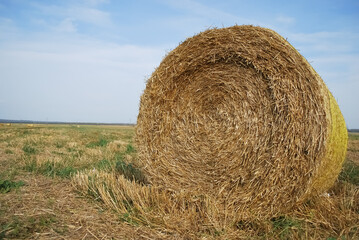 hay bales in the field