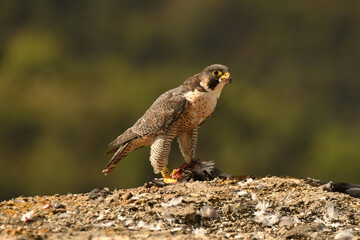 peregrine falcon with prey in the mountains