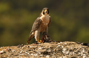 peregrine falcon with prey in the mountains