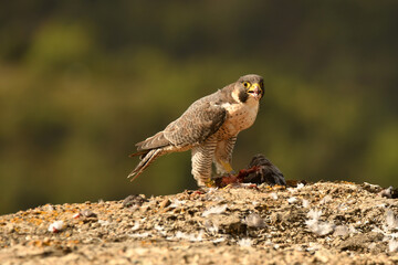 peregrine falcon with prey in the mountains