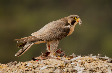 peregrine falcon with prey in the mountains