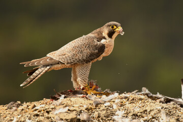 peregrine falcon with prey in the mountains