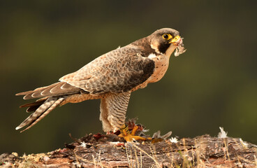 peregrine falcon with prey in the mountains