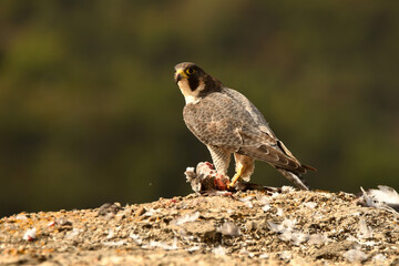 peregrine falcon with prey in the mountains