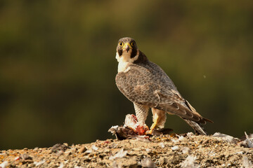 peregrine falcon with prey in the mountains