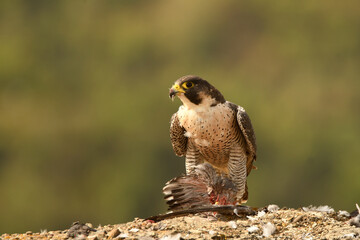 peregrine falcon with prey in the mountains