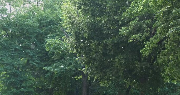 Poplar fluff flying in summer wind. Poplar tree white fluff flies on green leaves natural background in sunny city street. Fluffy cottonwood seeds, down in springtime allergy season. Fuzz blossom. 4k