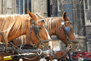 Horses pulling carriage at Stephansplatz in Vienna, Austria