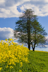 Fototapeta Rzepak wiosenne krajobrazy obraz