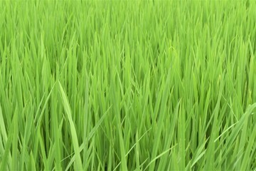 田、水田、稲、稲作、米