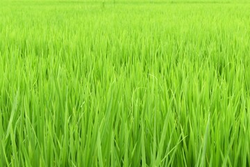 田、水田、稲、稲作、米