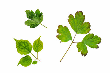 Set of Leaves Isolated on White Background with Clipping Path