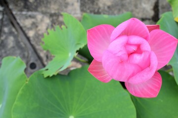 植物園、公園、屋内、温室、花壇、蓮、水蓮、蓮根、ロータス、蓮の花、レンコン、ロータス効果、蓮台、lotus