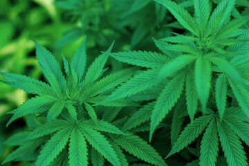 Naklejka na ściany i meble Cannabis leaf background as a medicinal and medicinal plant