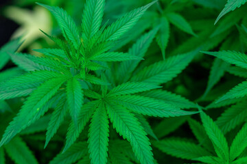 Cannabis leaf background as a medicinal and medicinal plant