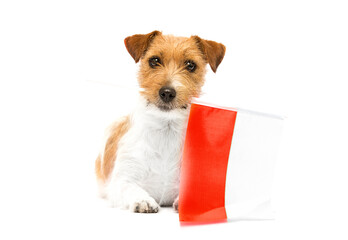dog and red and white flag of poland