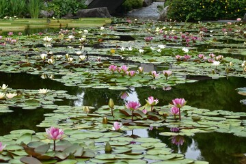 植物園、公園、屋内、温室、花壇、蓮、水蓮、蓮根、ロータス、蓮の花、レンコン、ロータス効果、蓮台、lotus、