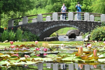 植物園、公園、屋内、温室、花壇、蓮、水蓮、蓮根、ロータス、蓮の花、レンコン、ロータス効果、蓮台、lotus、