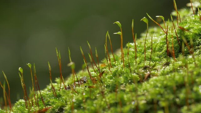 Moss macro close up with lots of details