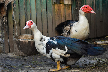 The farming of ducks. Adult white musk ducks, male and female	
