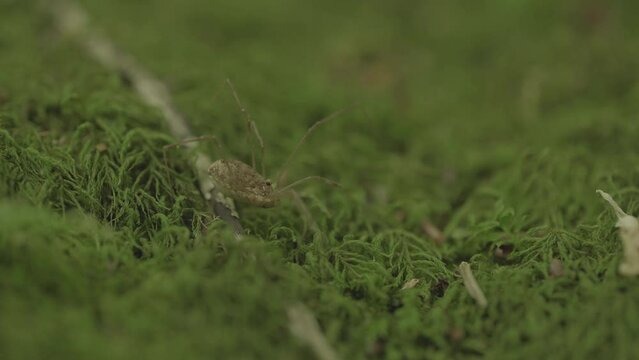 Close-up Macro Shot Of A Harvestman Spider (Phalangium Opilio) On A Moss
