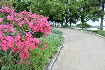 植物園、芝生、公園、紫陽花、小道、ロード、石畳、びわ湖