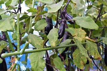 なすび、園芸、畑、農作物