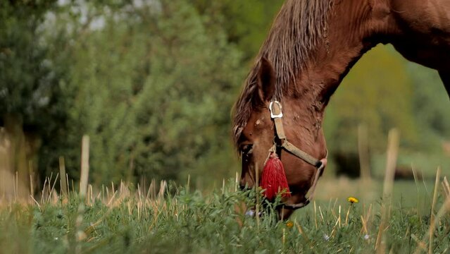 Brown-chestnut horse grazes on fresh grass on a green meadow. Livestock
