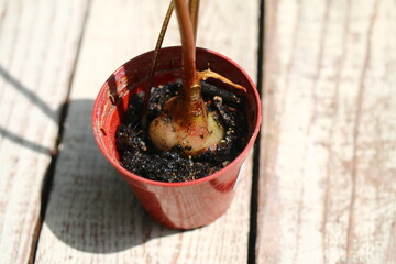 Scilla marmorata Drimiopsis maculata