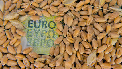 Grains of wheat on the background of the euro. Selective focus word: Euro. macro photo