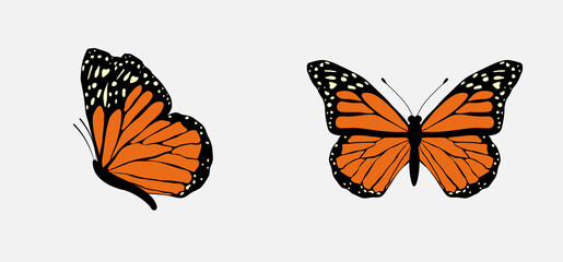Colorful flying butterflies set isolated on white background. Vector illustration for patterns, prints.