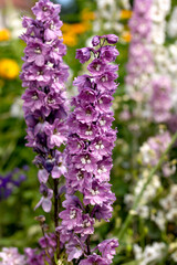 Purple Delphinium Flowers growing in summer cottage garden