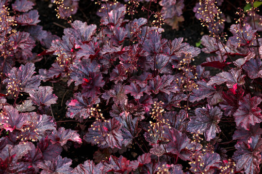 ornamental Purple Decorative Heuchera foliage growing in summer garden