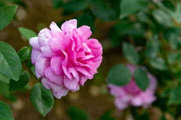 ピンクのバラ