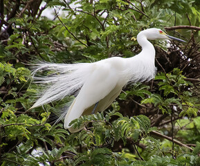 A white heron sitting on the branch of a tree, 