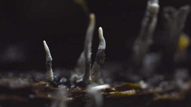 Candle-Snuff Fungus - Xylaria Hypoxylon