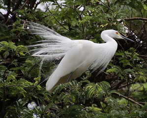 A white heron sitting on the branch of a tree, 