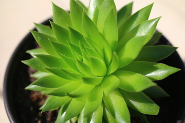 Jovibarba sobolifera Rojownik pospolity 