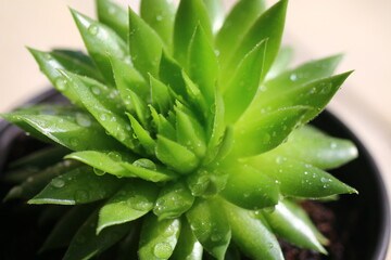 Jovibarba sobolifera Rojownik pospolity 