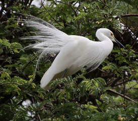 A white heron sitting on the branch of a tree, 