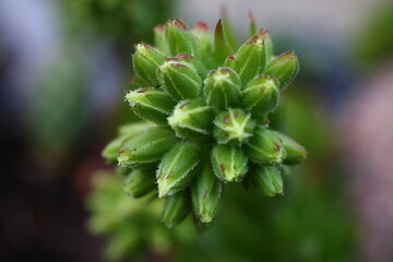 Jovibarba sobolifera Rojownik pospolity 