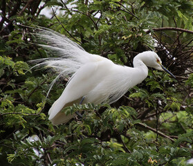 A white heron sitting on the branch of a tree, 