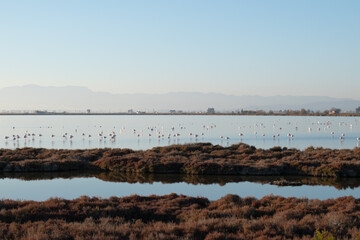 Lagoon with flamingos in the middle of nature near the sea