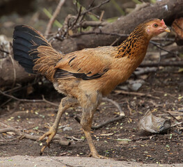 Chicken is walking and looking in front