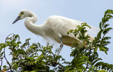 A white heron sitting on the branch of a tree, 
