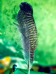 Turkey feather