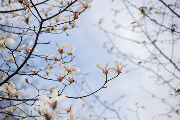 Magnolia trees in spring