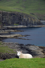 Obraz premium Schaf auf Skye