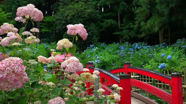 弘長寺の紫陽花